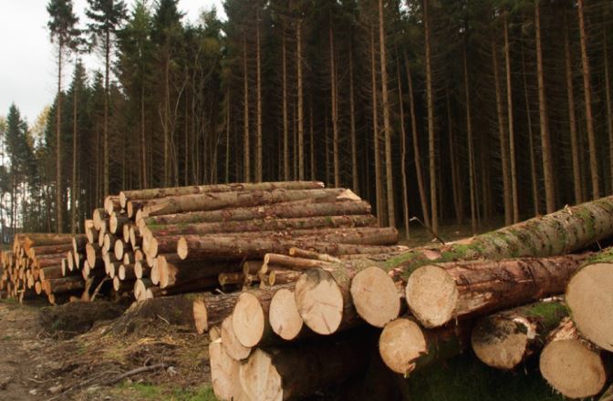 Newgen Forestry harvesting rights acquisition in ireland