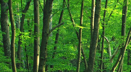 The establishment of native woodlands