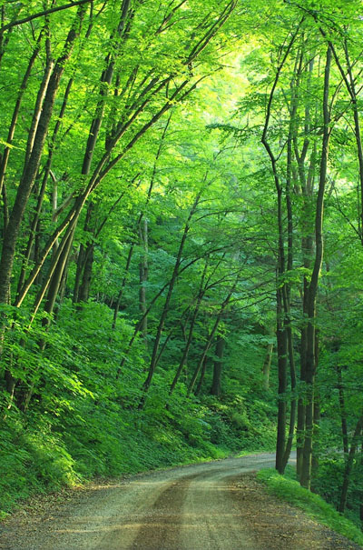 afforestation-image
