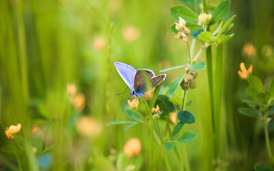 Biodiversity