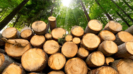 Wooden Logs with Forest on Background