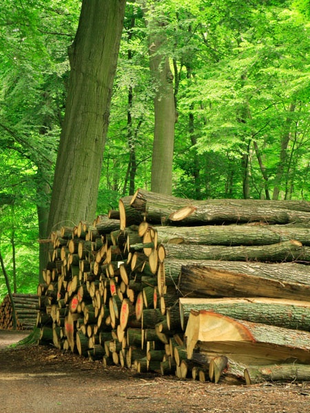 Newgen Forestry timber harvesting process
